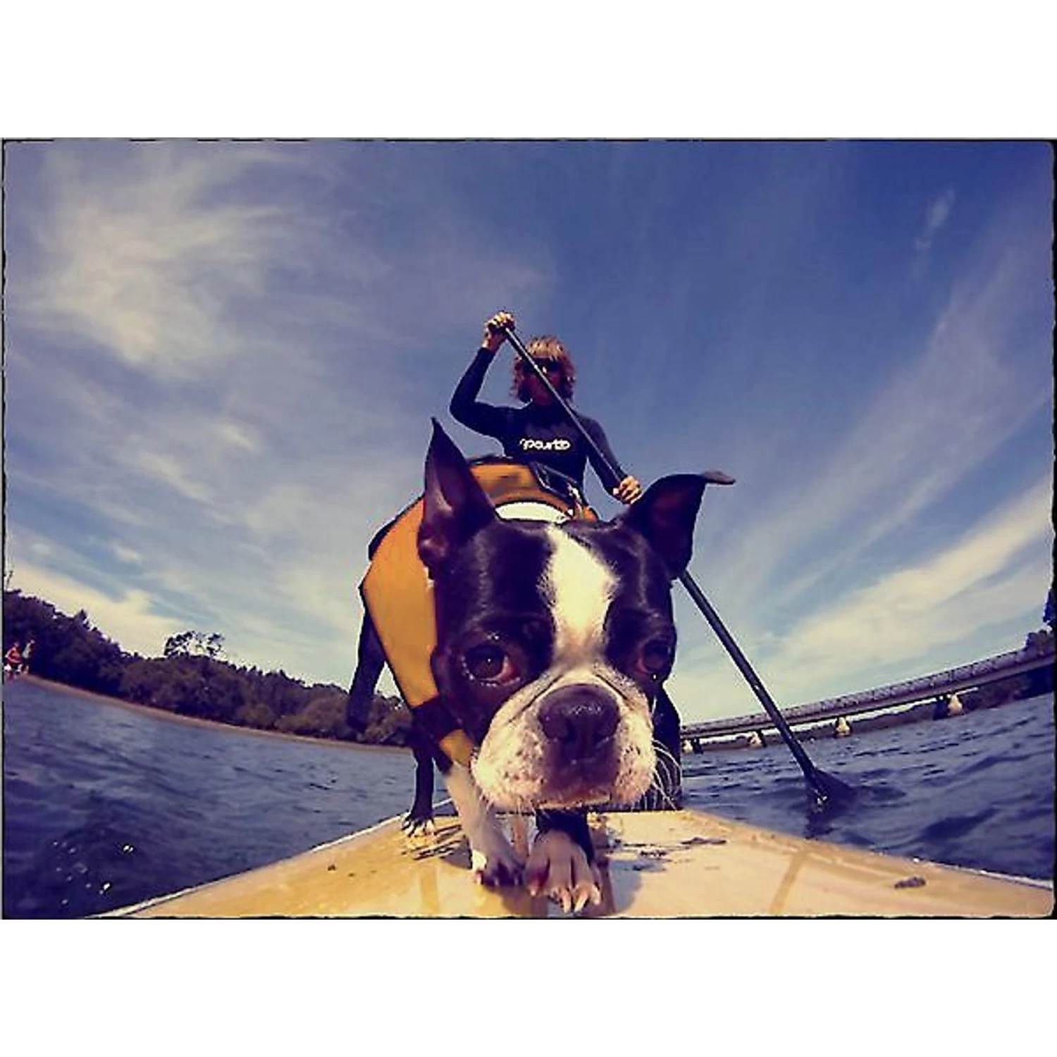 EzyDog Doggy Flotation Device Life Jacket - Image 5