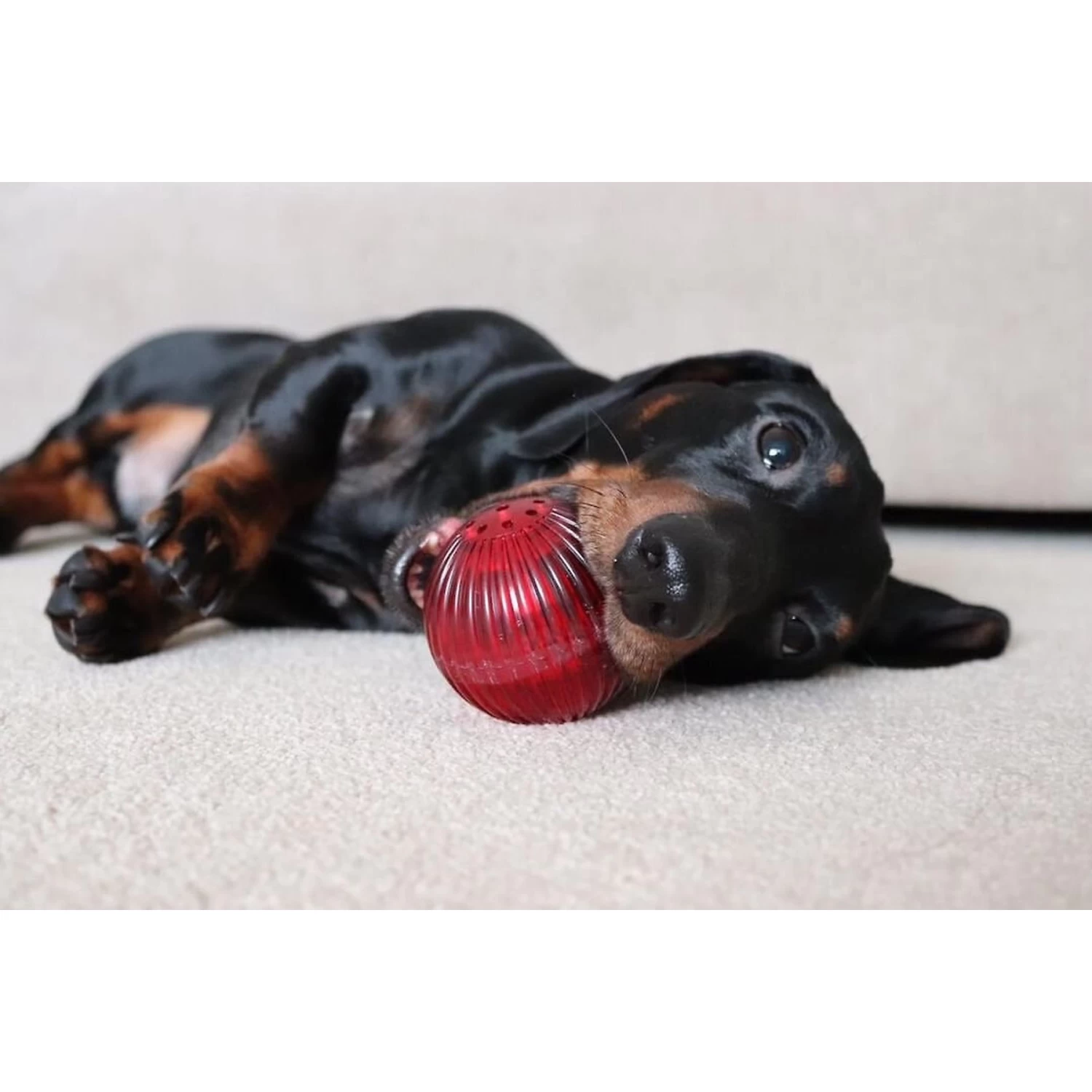 Pet Qwerks Blinky Babble Ball Dog Toy - Image 4