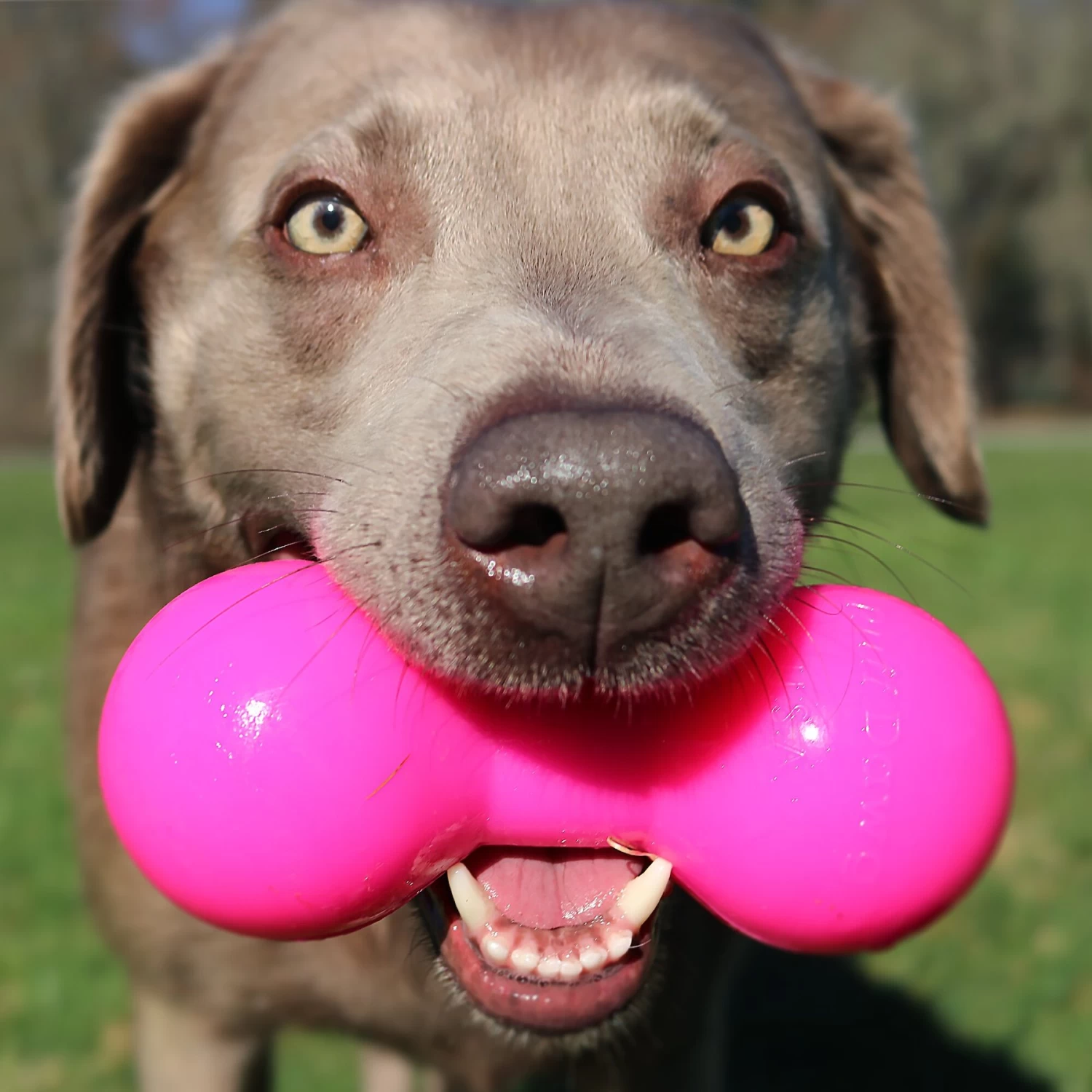 Ruff Dawg Indestructible Big Dawg Barbell Tough Dog Chew Toy - Image 3