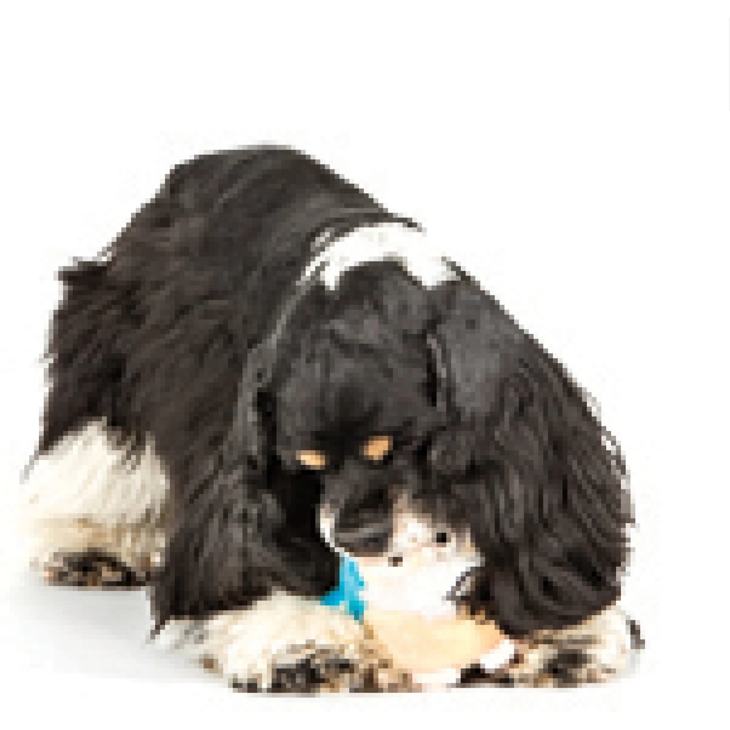 Charming Pet Howling Hoots Squeaky Plush Dog Toy - Image 3