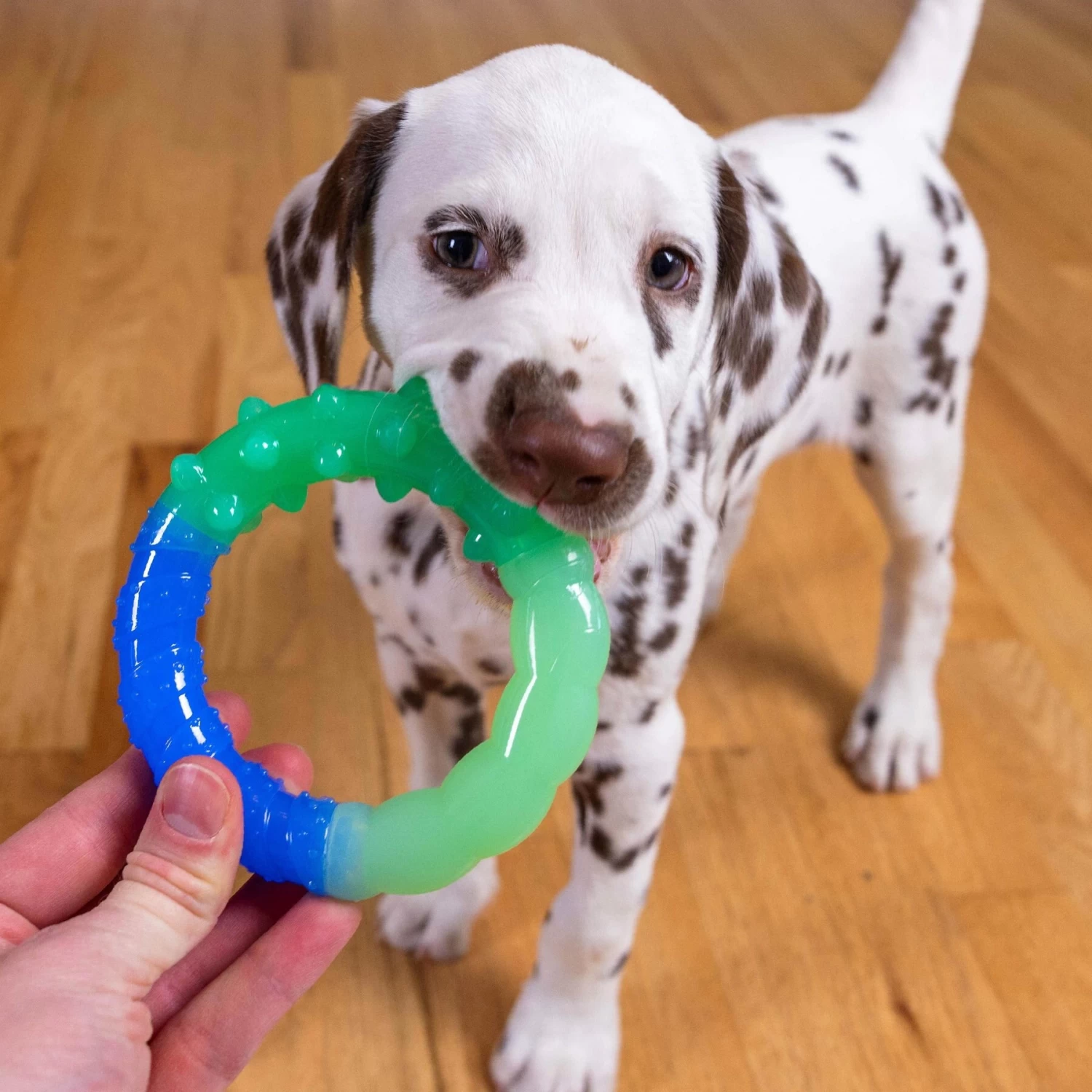 Petstages Grow With Me Ring Tough Dog Chew Toy - Image 6