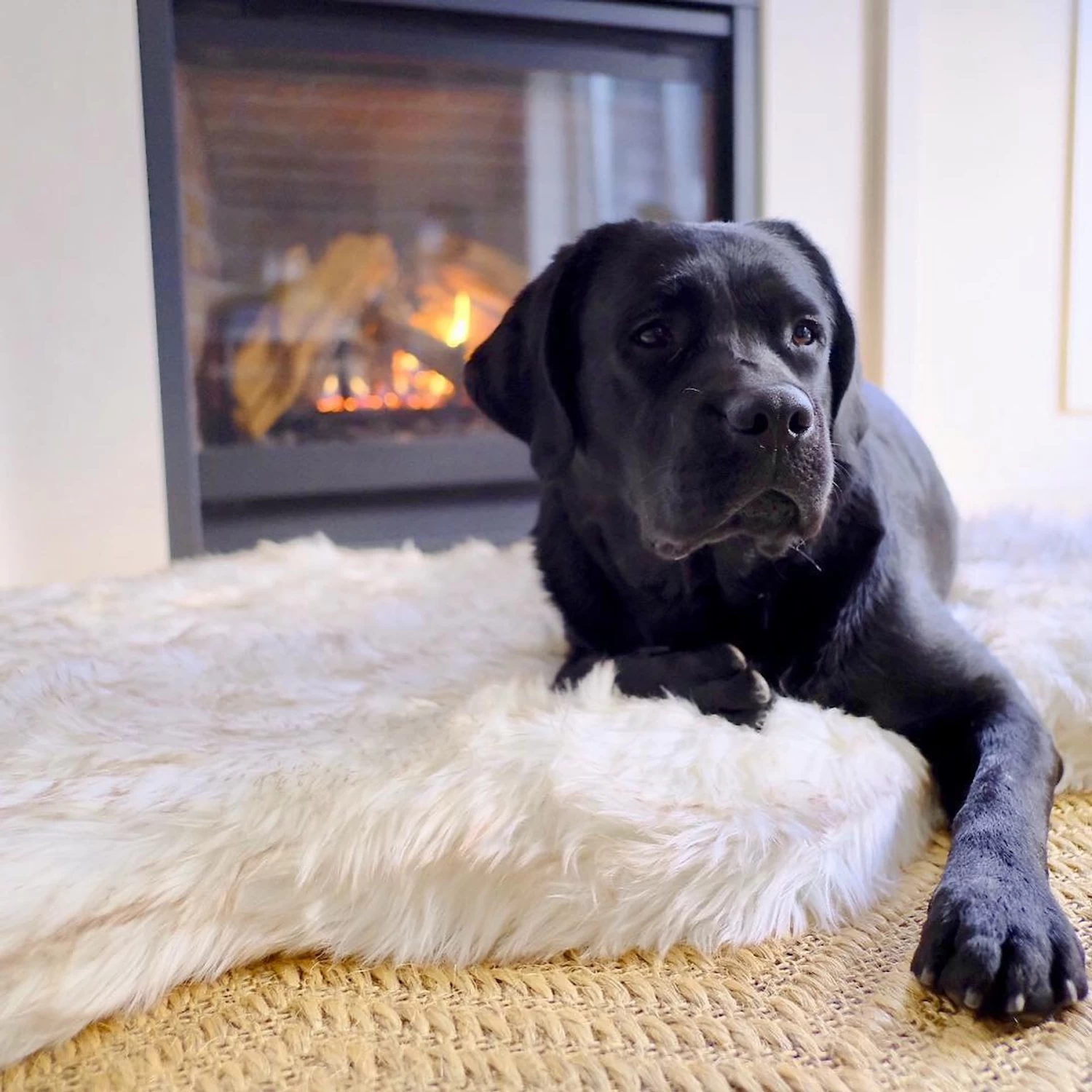 PawBrands PupRug Faux Fur Curve Orthopedic Pillow Dog Bed With Removable Cover, White - Image 4