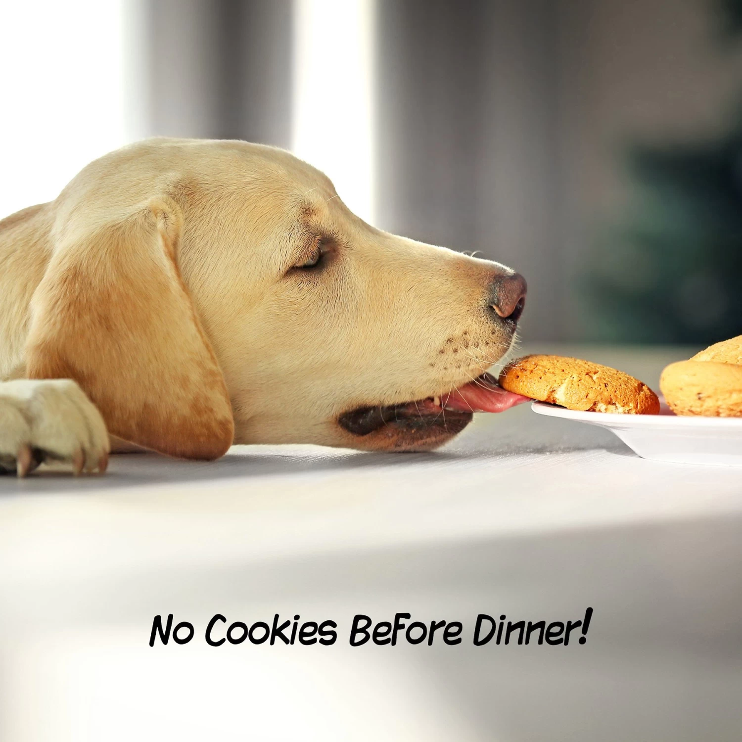 Pet Adobe Freestanding Wooden Folding Dog Gate - Image 5