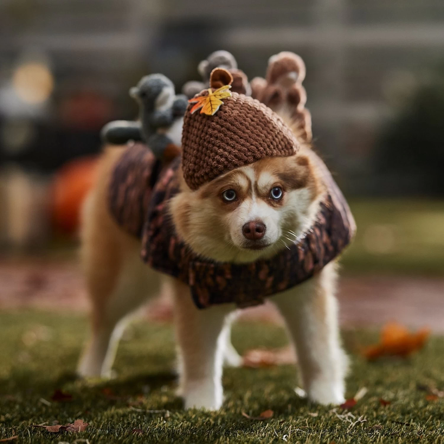 Frisco Squirrels & Nuts Ride-On Dog & Cat Costume - Image 5