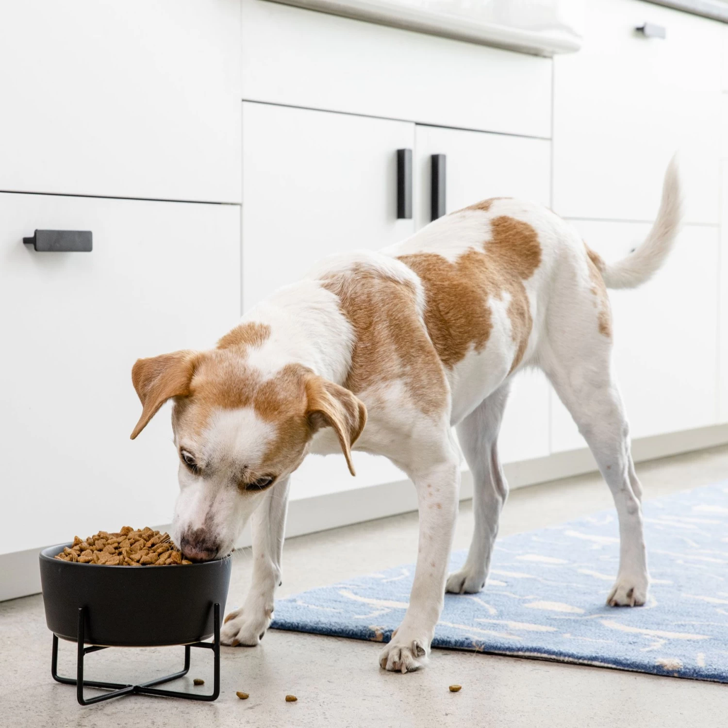 Waggo Simple Solid Iron Dog & Cat Bowl Stand - Image 4