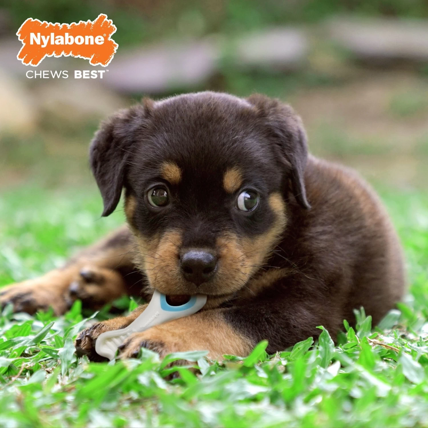 Nylabone Puppy Power Chew Knuckle Bone & Pop-In Puppy Treat Toy Combo - Image 3