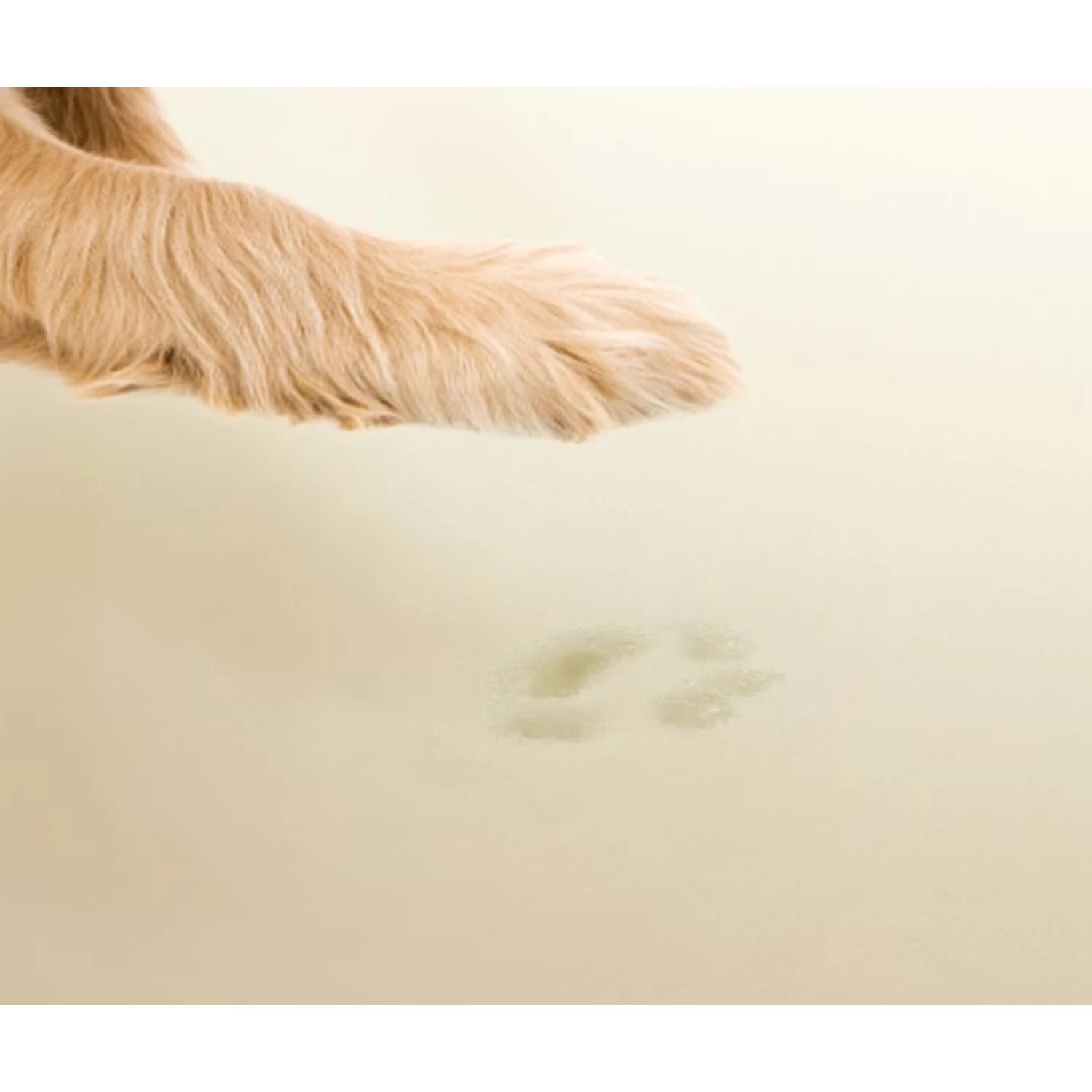 Friends Forever Harper Orthopedic Couch Bolster Sofa With Removable Cover Cat & Dog Bed, Grey - Image 5